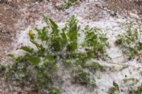 Taraxacum officinale - Plantes de pissenlit avec des graines accumulées libérées par le vent sur la surface des pavés au printemps.