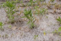 Libéré par le vent Taraxacum officinale - Graines de pissenlit accumulées autour de jeunes plantes poussant dans un parterre de fleurs au printemps.