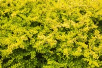 Berberis thunbergii 'Aurea' - arbuste d'épine-vinette japonaise au printemps.