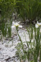 Fleurs d'iris blanc et Taraxacum officinale soufflé par le vent - graines de pissenlit accumulées dans le parterre de fleurs au printemps.