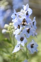 Bourdon sur les fleurs de delphinium en juin