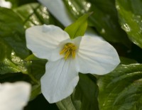 Trillium grandiflorum 'Roseum' dans le parterre de fleurs Doocot dans le jardin clos du château de Crathes