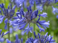 Agapanthe 'Navy Blue' en fleur début août