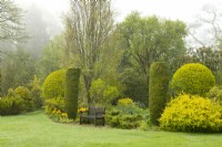 Une zone de pelouse autour de parterres de fleurs herbacées avec des topiaires jaunes Tulipa et Taxus baccata maintenues en place avec des supports métalliques dans le jardin doré du jardin clos du château de Crathes.