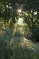 Graminées ornementales ensoleillées à Knoll Gardens dans le Dorset