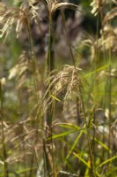 Miscanthus nepalensis - herbe à fées de l'Himalaya