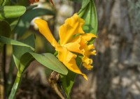 Citronnier Cattleya, automne octobre