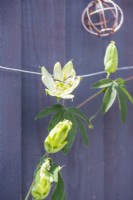Passiflora caerulea 'Alba' - Passiflore
