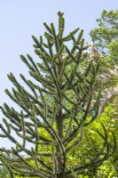Araucaria araucana, été juin
