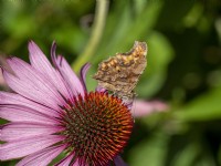 Papillon virgule, Polygonia c-album sur Echinacea