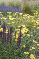 Salvia nemerosa 'Caradonna' avec Achillea 'Moonshine' dans un jardin de gravier avec Lavandula et Stipa tenuissima en arrière-plan