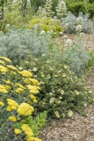 Potentille 'Primrose Beauty' avec Achillea 'Moonshine' ; Centranthus ruber 'Alba' et Artemisia 'Château de Powis dans un jardin de gravier