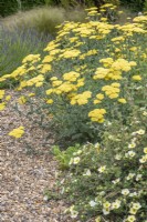 Achillea 'Moonshine' et Potentilla 'Primrose Beauty' dans un jardin de gravier