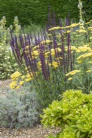 Salvia nemerosa 'Caradonna' avec Achillea 'Moonshine' et Artemisia 'Powis Castle' dans un jardin de gravier