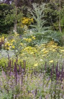Jardin de gravier ;. la plantation comprend ; Cynara cardunculus; Lonicera nitida 'Maigrun'; Salvia nemerosa 'Caradonna'; Centranthus ruber 'Alba' et Achillea 'Moonshine'