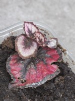 Nouvelle plante poussant à partir de feuilles de bégonia épinglées sur du compost humide.
