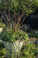 Un pot rempli d'un Prunus serrula à plusieurs tiges, Alchemilla mollisLe jardin traditionnel de la maison de ville. Conçu par: Lucy Taylor