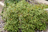 Fuchsia procumbens poussant dans une auge en pierre
