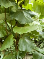 Coccoloba pubescens, été juillet