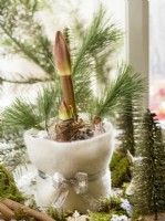 Pousses de fleurs d'Amaryllis émergeant d'un pot décoré, hiver décembre