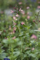 Salvia greggii 'Fraises et crème' en août
