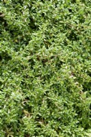Thymus longicaulis - Thym utilisé comme substitut de pelouse