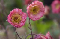 Geum « Roger Proud » - RHS Malvern Spring Festival 2023 - East of Eden Nursery