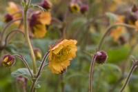 Geum 'Spécial Fleur d'Oranger' - RHS Malvern Spring Festival 2023 - East of Eden Nursery