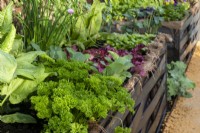Légumes et herbes plantés dans des pots recyclés - RHS Malvern Spring Festival 2023 - Bee Positive, Bee Kind, Bee Aware - Designers Rick Ford, Katie Gentle