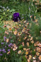 Geum 'Mai Tai' et Iris germanica 'Draco' - RHS Malvern Spring Festival 2023 - Expression - Designer Stuart Bugby Helyers du Hampshire