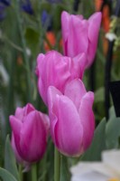 Tulipa « Maîtresse » - RHS Malvern Spring Festival 2023 - Avon Bulbs