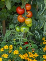 Plantation de tomates mûrissantes et de soucis français pour repousser les aleurodes Été Août