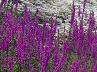 Lythrum virgatum 'Dropmore Purple' et Castroviejo frigida Corsican Everstanding en arrière-plan du parterre de fleurs du jardin