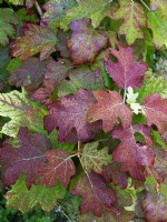 Feuillage d'Hydrangea quercifolia 'Reine des Neiges' en septembre automne
