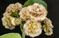 Primula auricula « Forest Thatch » - Maître producteur RHS Malvern 2023 - Hillview Hardy Plants