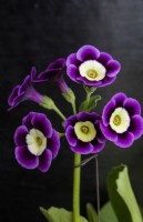 Primula auricula 'Highland Park' - Maître producteur RHS Malvern 2023 - Hillview Hardy Plants