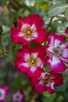 Rosa 'Cerisier Meillandecor'