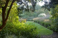 Luma apicuata 'Myrtus luma' encadre la longue promenade aux Knoll Gardens dans le Dorset.