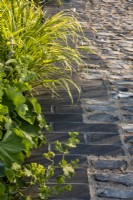 Alchemilla mollis et une herbe ornementale débordant sur le chemin de briques et de silex, le jardin traditionnel de la maison de ville. Conçu par: Lucy Taylor