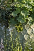 Athyrium niponicum Metallicum et Alchemilla mollis débordent du bord d'un pot vert avec des flèches d'Oenothera lindheimeri 'Sparkle White' au premier plan, sur le jardin traditionnel de la maison de ville, designer : Lucy Taylor