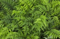 Athyrium niponicum - Fougère peinte japonaise en été.