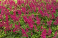 Astilbe 'Red Sentinel' en été.