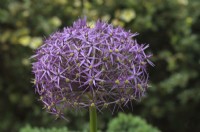 Allium cristophii - Étoile de Perse