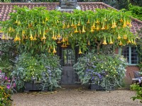 Pots avec Brugmansia x candida 'Grand Marnier' - Angel's Trumpet East Ruston Old Vicarage garden Septembre