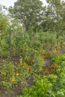Vue des variétés de tomates jalonnées avec plantation complémentaire de fleurs de Calendula officinalis à la fin de l'été - septembre