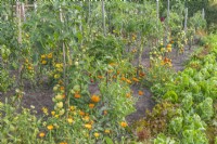 Vue des rangées de variétés de tomates jalonnées dans un potager avec plantation de fleurs de Calendula officinalis à la fin de l'été - septembre
