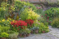 Affichage de regroupements informels de pots sur un patio derrière un parterre de fleurs colorées avec Salvia et Canna à la fin de l'été - septembre