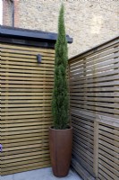 Pot haut avec conifère colonnaire, planté dans le coin d'un jardin avec une clôture en bois contemporaine