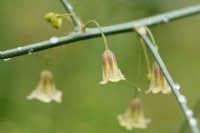 Petites fleurs en forme de cloche d'Asparagus officinalis