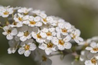 Spiraea arguta en fleurs - Spiraea en guirlande